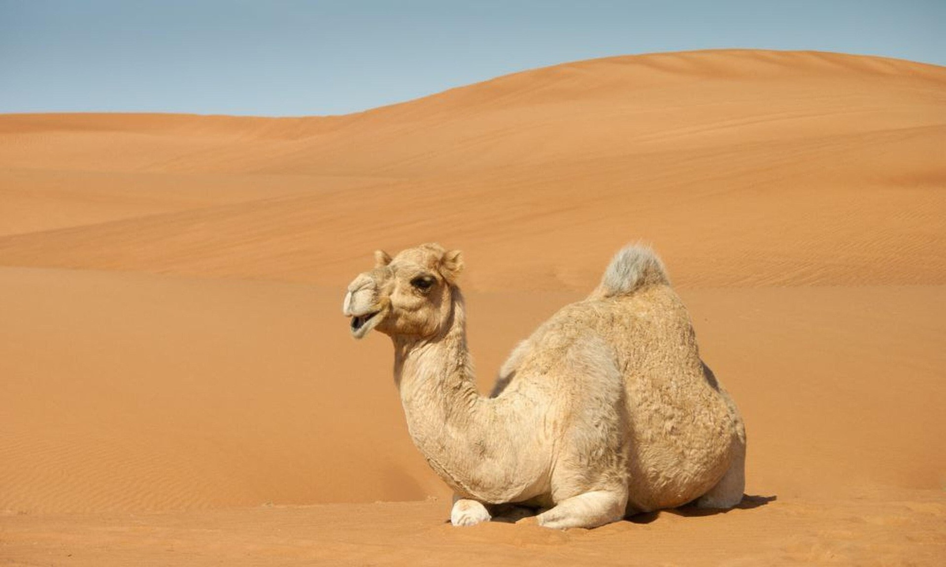 From the Sahara to the Mojave: Lessons in Spiced Coffee